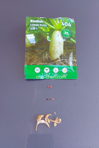 White Radish Seeds - Collected vs Store Bought